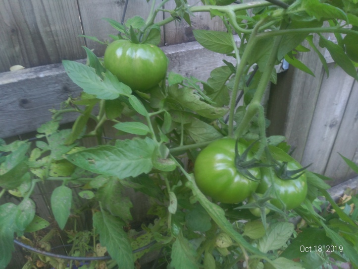 Green tomatoes in October
