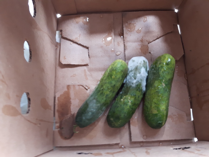 Moldy cucumbers at the bottom of the box - last year's supermarket purchase.